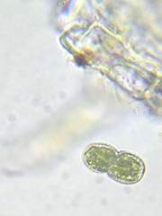 Cosmarium contractum