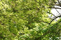 Parus major