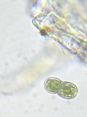 Cosmarium contractum