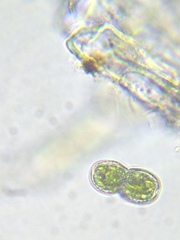 Cosmarium contractum