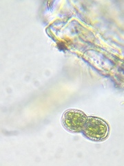 Cosmarium contractum