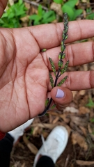 Aristeguietia lamiifolia