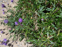 Cheirolophus massonianus