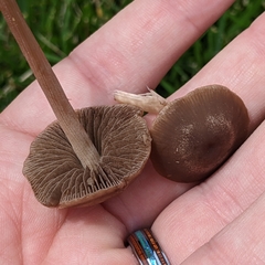 Panaeolus