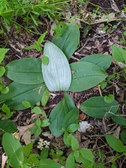 Galearis spectabilis