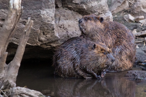 American Beaver photographed in Arizona