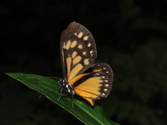 Ithomeis eulema