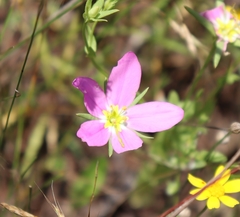 Sabatia campestris