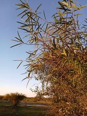 Sapium haematospermum