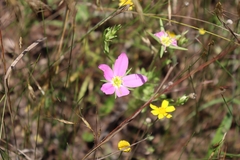 Sabatia campestris