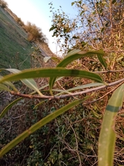 Sapium haematospermum