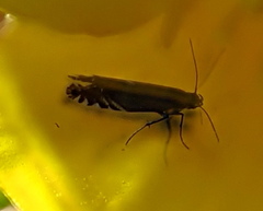 Glyphipterix simpliciella