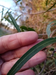 Sapium haematospermum
