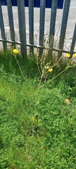 Crepis biennis