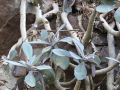Kleinia fulgens