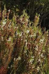 Erica perspicua