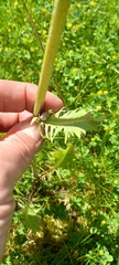 Crepis biennis