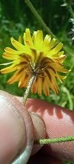 Crepis biennis