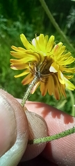 Crepis biennis