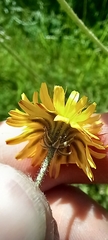 Crepis biennis