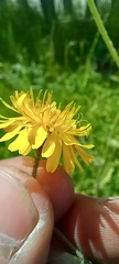 Crepis biennis