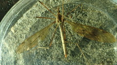 Tipula fulvipennis