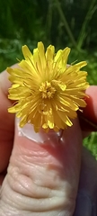 Crepis biennis