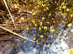 Utricularia minor