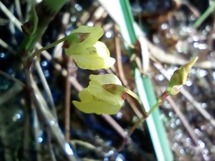 Utricularia minor