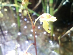 Utricularia minor