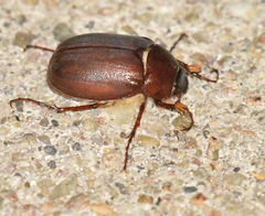 Phyllophaga crassissima