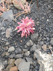 Claytonia saxosa