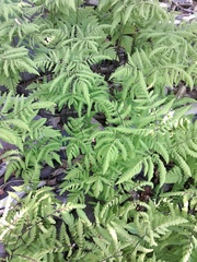 Gymnocarpium dryopteris