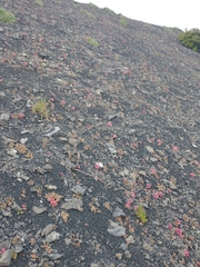 Claytonia saxosa