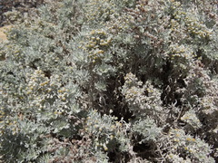 Artemisia argentea
