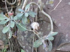 Kleinia fulgens