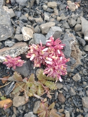 Claytonia saxosa
