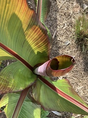 Ensete