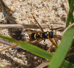 Ancistrocerus catskill