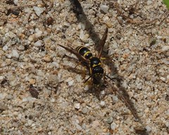 Ancistrocerus catskill