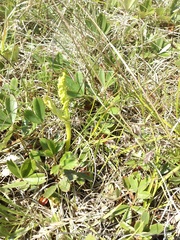 Botrychium matricariifolium