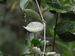 Oligactis sessiliflora