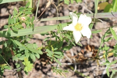 Rosa foliolosa