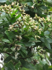Baccharis macrantha