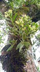Epidendrum citrosmum