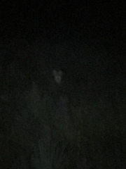 Leptailurus serval