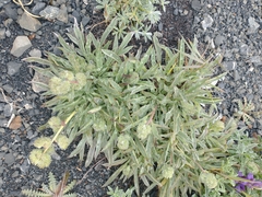 Phacelia corymbosa