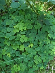 Oxalis acetosella