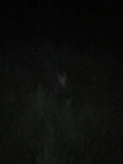Leptailurus serval