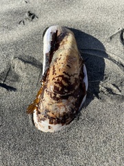 Modiolinae